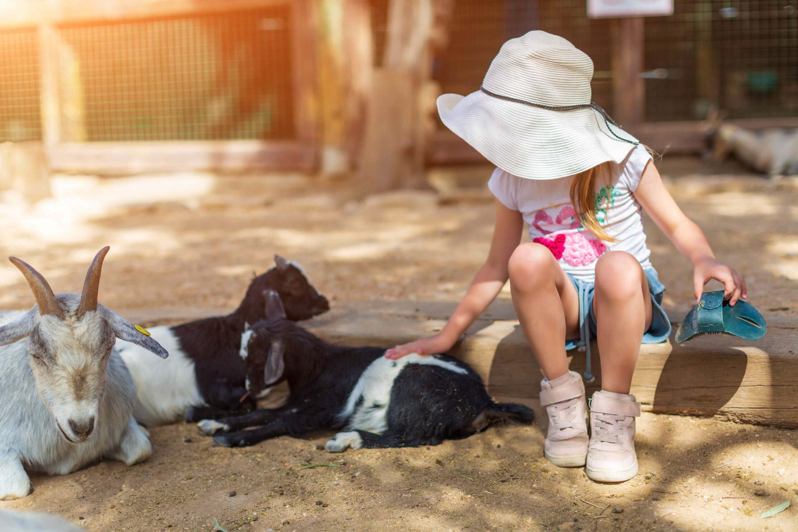 little girl feeds a goat at a childrens petting zoo
